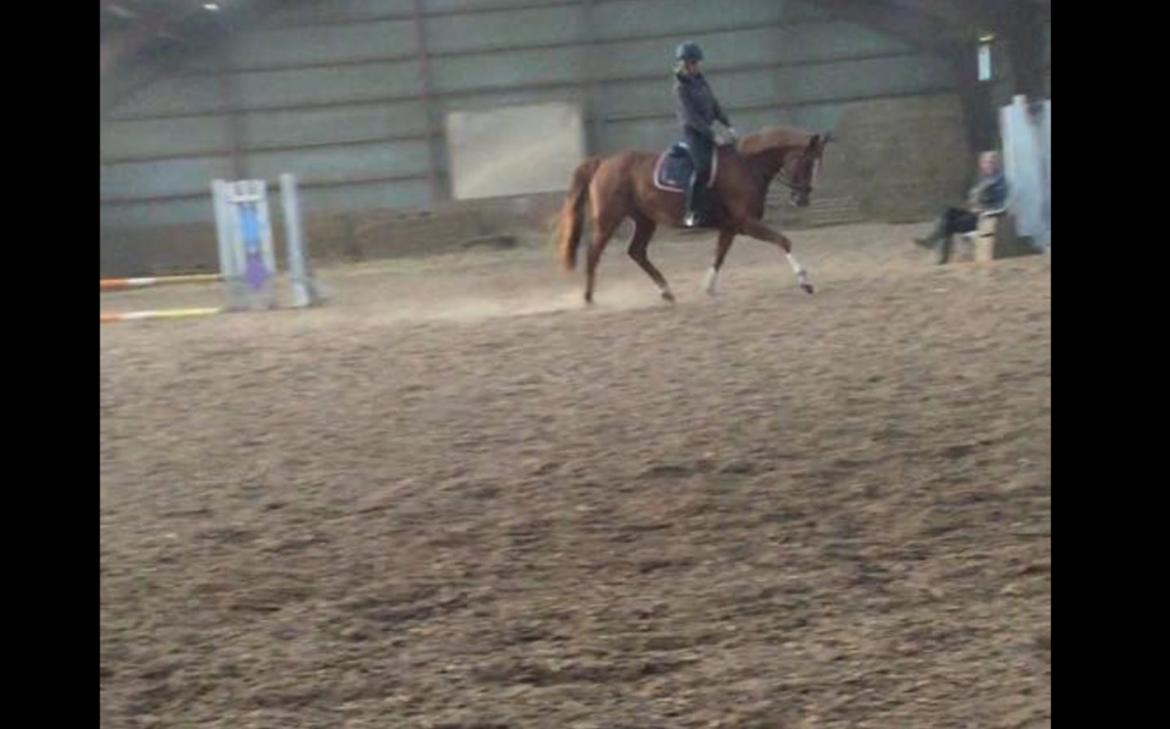 Dansk Varmblod Kiwi bramdal billede 9