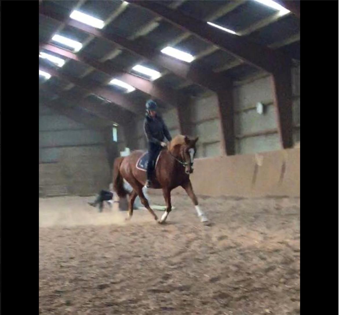 Dansk Varmblod Kiwi bramdal billede 13