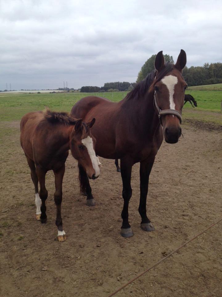 Dansk Varmblod Parvenu - Parvenu Og Cici Parkeur 2015 billede 20