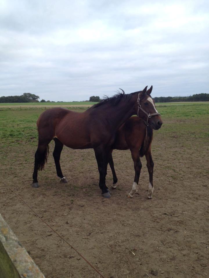 Dansk Varmblod Parvenu - 2015 Parvenu og Cici Parkeur billede 6