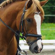 Hollandsk Sportspony Hendrik