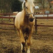 Welsh Cob (sec D) Golden Prince 