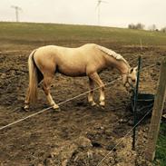 Welsh Cob (sec D) Golden Prince 