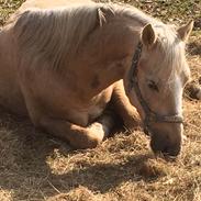 Welsh Cob (sec D) Golden Prince 