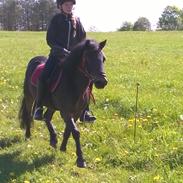 Anden særlig race Glory