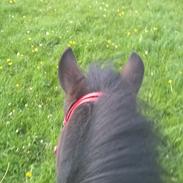 Anden særlig race Glory