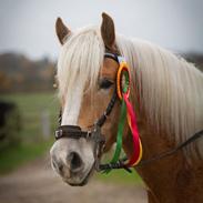 Haflinger Wildson