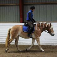 Tyroler Haflinger Hoya Af Elghuset