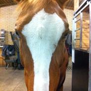 Anden særlig race Poco