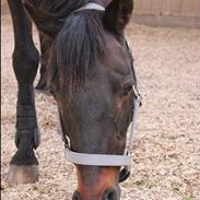 Welsh Cob (sec D) tai ticazzini