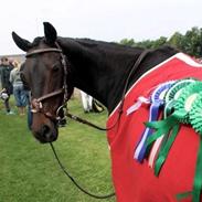 Welsh Cob (sec D) tai ticazzini