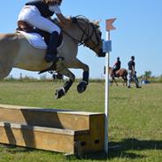 Fjordhest Halskovs ask