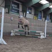 Fjordhest Halskovs ask