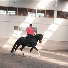 Tysk Oldenburger Love Affair Nexen "Hottie"