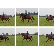 Anden særlig race Chanell