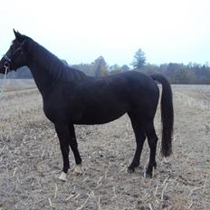 Anden særlig race Agetha