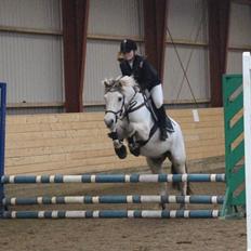 Fjordhest Lyngholms Arcon