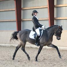 Welsh Cob (sec D) Fronerthig Revolution *A-pony*