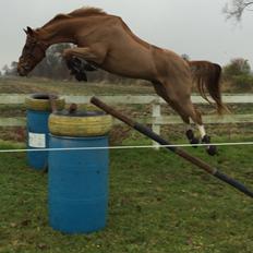 Dansk Varmblod Aalykkegaardens Ferrari