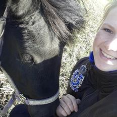 Shetlænder Nordlunde hermione