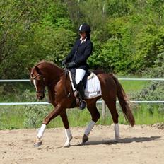 Tysk Sportspony Fredens copperfield