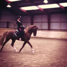 Tysk Sportspony Fredens copperfield