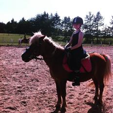 Anden særlig race Diesel