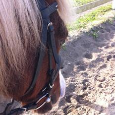 Anden særlig race Diesel