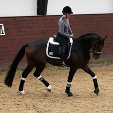 Dansk Varmblod Grandalgårds moon dancer