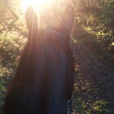 Oldenborg Birkely's Lantana