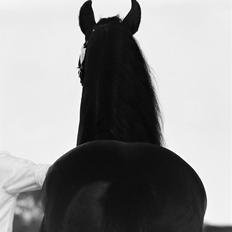 Frieser LaKriz af Grønagergaard STER