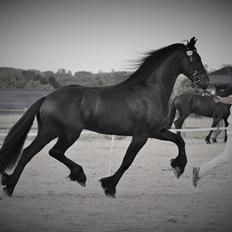 Frieser LaKriz af Grønagergaard STER