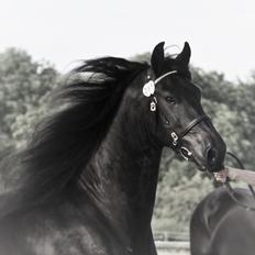 Frieser LaKriz af Grønagergaard STER