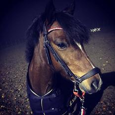 Welsh Pony (sec B) Barnhoeve´s Bernie