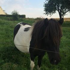 Shetlænder Lucky <3