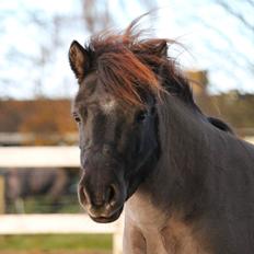 Shetlænder Overfussings Emma (Emmy)