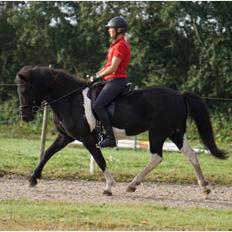 Islænder Depla fra Isstod