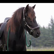 Islænder Geysir herborgvej