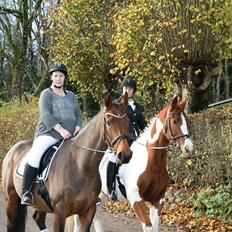 Hollandsk Varmblod Vuurpijl (Vega)
