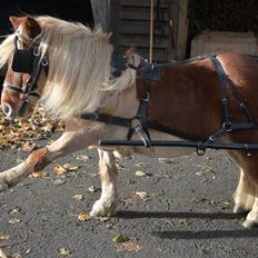 Shetlænder *Sofus*
