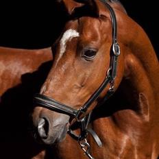 Welsh Partbred (Sec F) Dimitri A- pony 