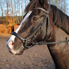 New Forest Southforks Athos