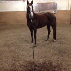 Welsh Partbred (Sec F) Stardust