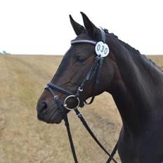 Welsh Cob (sec D) tai ticazzini