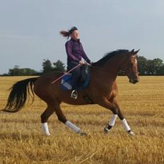 Dansk Varmblod Kira-blusbakke