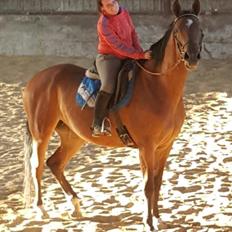 Dansk Varmblod Kira-blusbakke