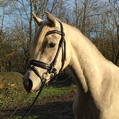 Arabisk fuldblod (OX) JBA JOANA OX -tidligere hest