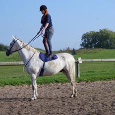 Anden særlig race Skonhøjs Belou