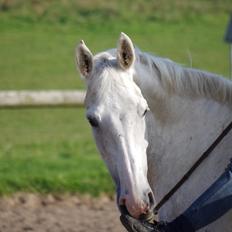 Anden særlig race Skonhøjs Belou