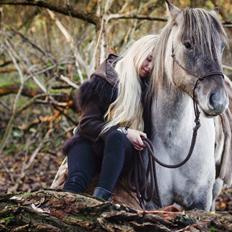 Highland Pony Torrin of Talisker